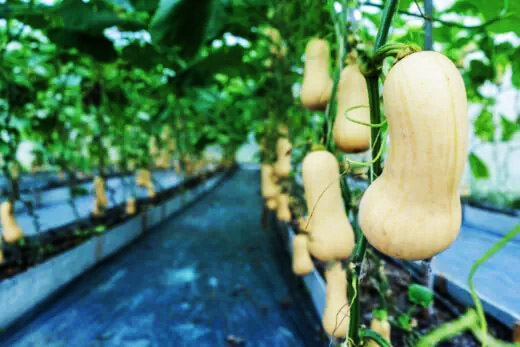 when-is-butternut-squash-ripe